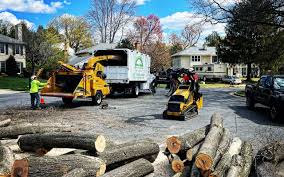 Salida, CA Tree Care Services Company