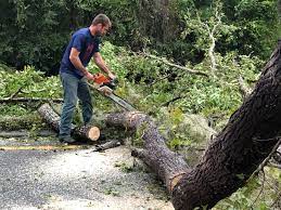 Best Tree and Shrub Care  in Salida, CA