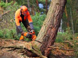 Best Tree Cabling and Bracing  in Salida, CA