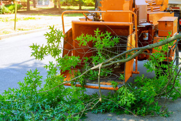 Best Commercial Tree Services  in Salida, CA