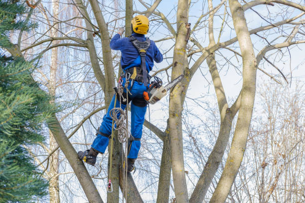 Best Tree Health Inspection  in Salida, CA